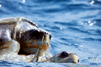 交配海海龟开放海洋橄榄里德利海海龟lepidochelys奥利瓦西娅交配游戏生活海洋爬行动物