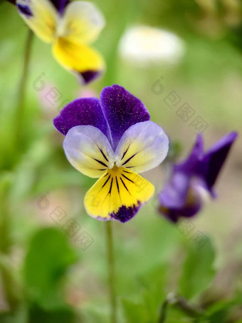 盛开的紫罗兰色的花开放空气特写镜头