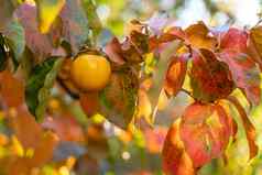 柿子成熟的水果花园树分支机构成熟的柿子水果阳光明媚的一天
