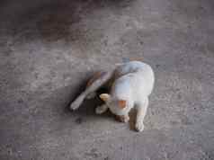 动物背景白色猫地板上舔爪子