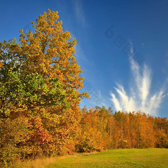 秋天时间美丽的景<strong>观色</strong>彩斑斓的树户外自然背景秋天时间