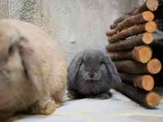 小可爱的灰色兔子坐着妈妈。国内动物关闭