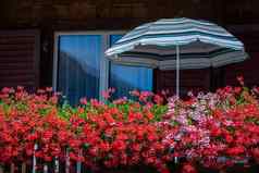 色彩斑斓的花乡村阳台春天阳伞茵特拉肯瑞士