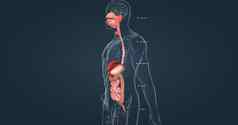 人类消化系统由胃肠束辅助消化器官