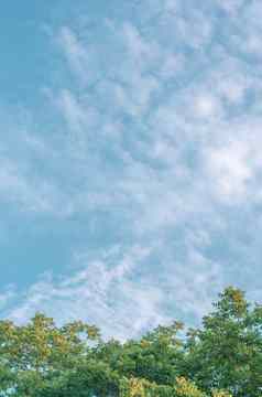 自然框架落叶树前皇冠植物成长绿色叶子树叶蓝色的天空云太阳背景
