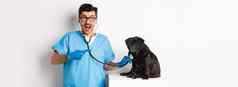 英俊的兽医兽医诊所检查可爱的黑色的哈巴狗狗指出手指宠物检查听诊器白色背景