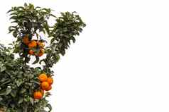 橙色树水果