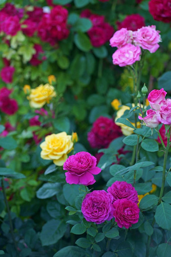 布什玫瑰明亮的夏天一天玫瑰花背景模糊的粉红色的玫瑰花花园玫瑰自然