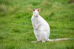 白色彩色的白化小袋鼠坐着绿色草动物公园澳大利亚袋鼠