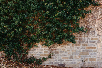 绿色植被砖墙艾薇美丽的形状垃圾砖墙杂草丛生的艾薇温暖的色彩砖墙美丽的绿色艾薇树叶一边
