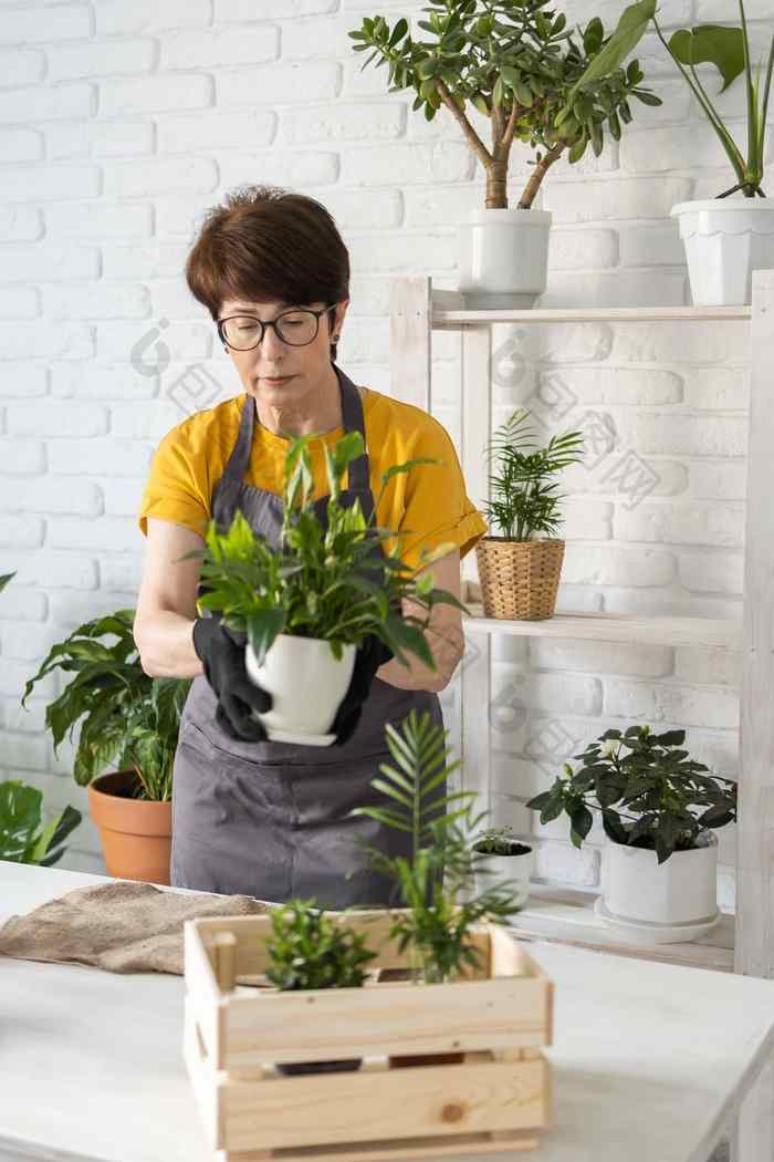 中间岁的女人围裙衣服需要护理盆栽植物能首