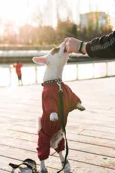 女人培训小狗杰克罗素梗秋天冬天公园给对待狗站后腿一边视图服从培训狗概念