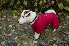 关闭肖像可爱的杰克罗素狗西装走秋天公园小狗宠物穿着毛衣走
