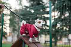 杰克罗素梗狗培训在户外城市公园区狗走区域背景宠物生活方式概念