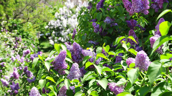 开花淡紫色花春天花园分支开花紫色的紫丁香春天盛开的淡紫色布什春天季节自然背景