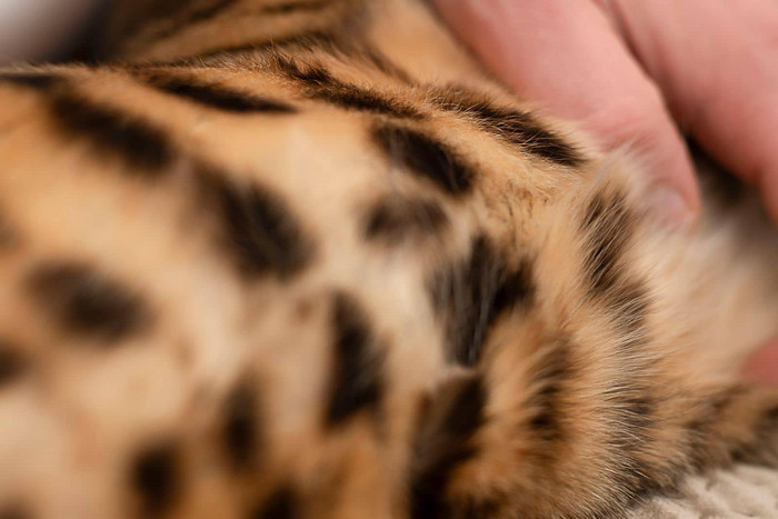 豹背景身体红色的发现了动物人类手羊毛部分