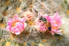 图像蜜蜂矮蜜蜂apiflorea粉红色的花收集花蜜昆虫动物