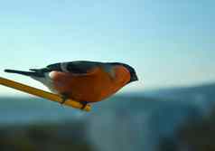 红腹灰雀鸟照片
