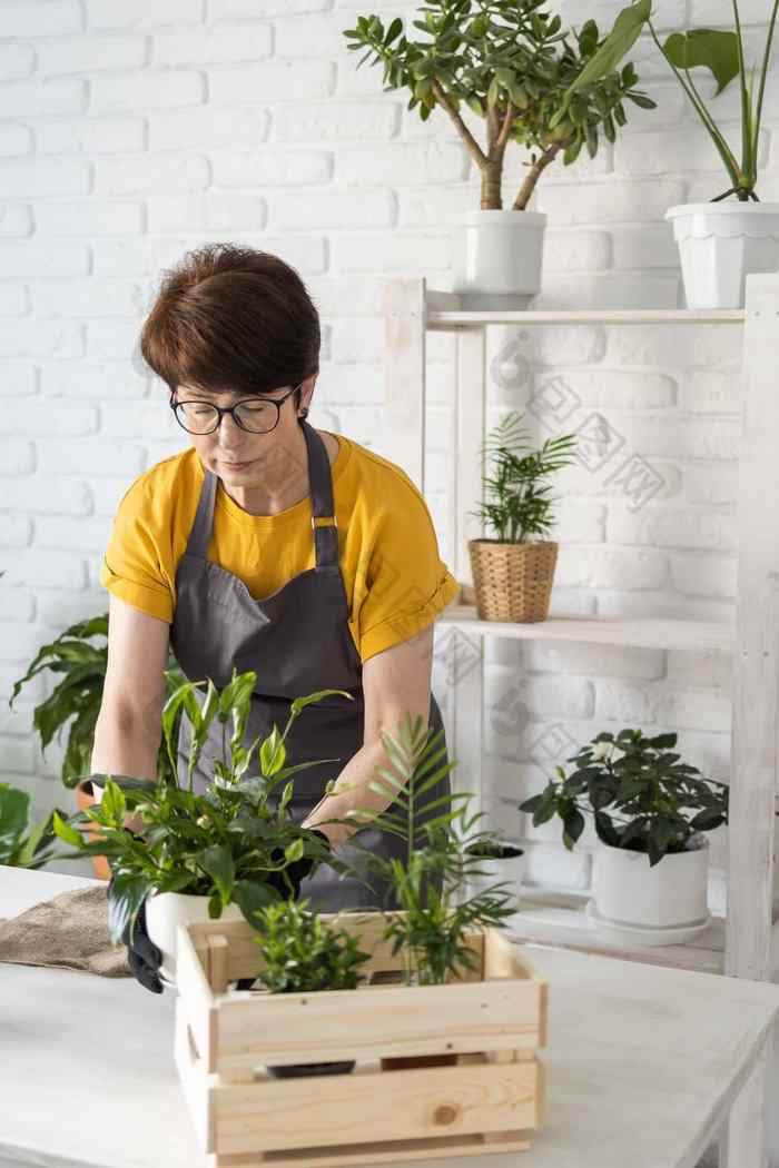 中间岁的女人围裙衣服需要护理盆栽植物能首