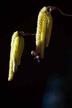 小蜗牛榛子开花了蓝色的背景昆虫特写镜头