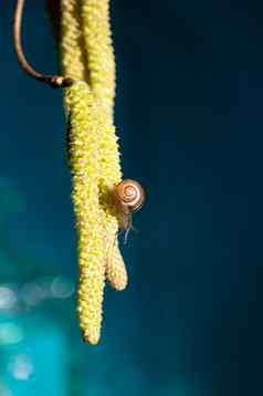 小蜗牛榛子开花了蓝色的背景昆虫特写镜头