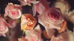 很多粉红色的自然玫瑰模板面料纺织品纸花植物壁纸