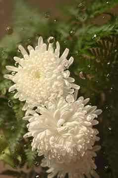 冷多雾的玻璃美丽的白色菊花花内部滴水下降花植物壁纸