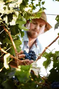 作物成熟的挑选农民收获葡萄