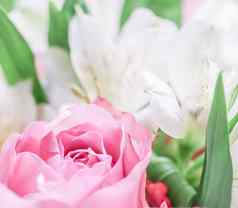 粉红色的玫瑰花安排装饰玫瑰观赏植物