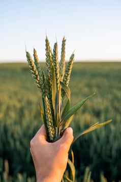 年轻的小麦峰值农民手农业场背景农村景观绿色生谷物概念农业健康的吃有机食物
