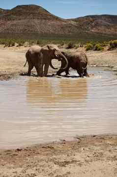 水大象大象平原非洲