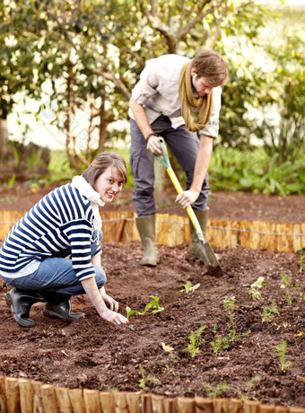 工作花园年轻的夫妇种植幼苗蔬菜花园