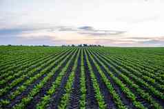 直行甜菜根豆芽开始成长农民场农业健康的吃有机食物日益增长的玉米田
