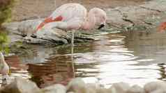 粉红色的火烈鸟河非洲