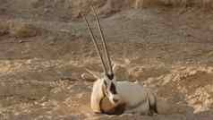 白色大羚羊阿拉伯动物园阿拉伯阿联酋航空公司