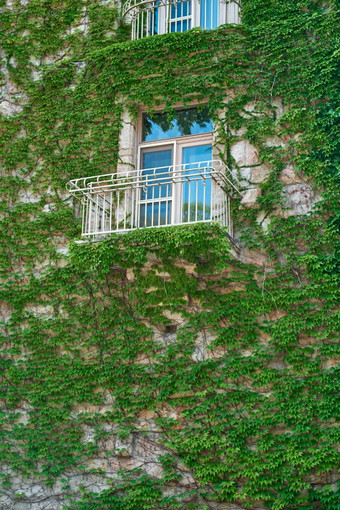 体系结构欧洲建筑绿色植物编织墙