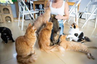 高加索人女人猫猫咖啡馆