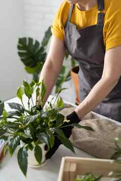 春天室内植物护理特写镜头报告室内植物醒着的室内植物春天中间岁的女人移植植物能首页园丁移植植物Spathiphyllum