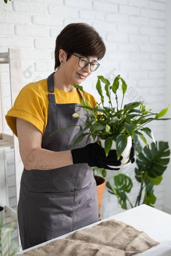 园艺<strong>首页</strong>女人种植浇水绿色植物浇水<strong>首页</strong>盆栽绿色植物<strong>首页首页</strong>丛林花装饰花店商店概念