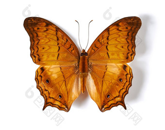 脆弱的辉煌蝴蝶工作室拍摄蝴蝶翅膀传播孤立的白色