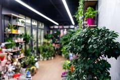 明斯克白俄罗斯12月室内花店商店冰箱花盆栽植物摄影深度场焦点前景