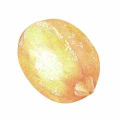 黄色的柠檬去皮一边炉篦热情水彩插图孤立的白色背景设计贴纸自然打印产品包装柑橘类酸气味