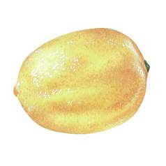 黄色的柠檬水彩插图孤立的白色背景设计贴纸自然打印厨房配件产品包装柑橘类酸气味