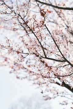 树盛开的粉红色的花春天特写镜头