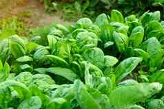 绿色菠菜日益增长的花园蔬菜农场健康的食物花园