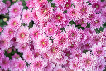菊花模式花公园集群粉红色的菊花花前视图完美的设计卡片打印