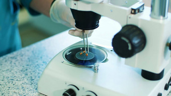 特写镜头显微镜玉米种子实验室工人手套检查发芽扎根玉米种子显微镜科学实验室研究生物技术转基因生物概念