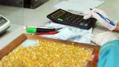 实验室研究玉米种子样品物种品种选择玉米实验室分析诊断粮食场培养玉米