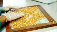 实验室研究玉米种子样品物种品种选择玉米实验室分析诊断粮食场培养玉米