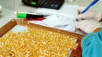 <strong>实验室</strong>研究玉米<strong>种子</strong>样品物种品种选择玉米<strong>实验室</strong>分析诊断粮食场培养玉米